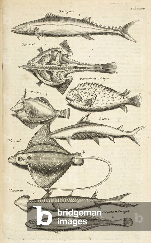 Tab XXXIX, Specie di pesci, Illustrazione da 'Historiæ naturalis de quadrupetibus', 1657 (incisione)