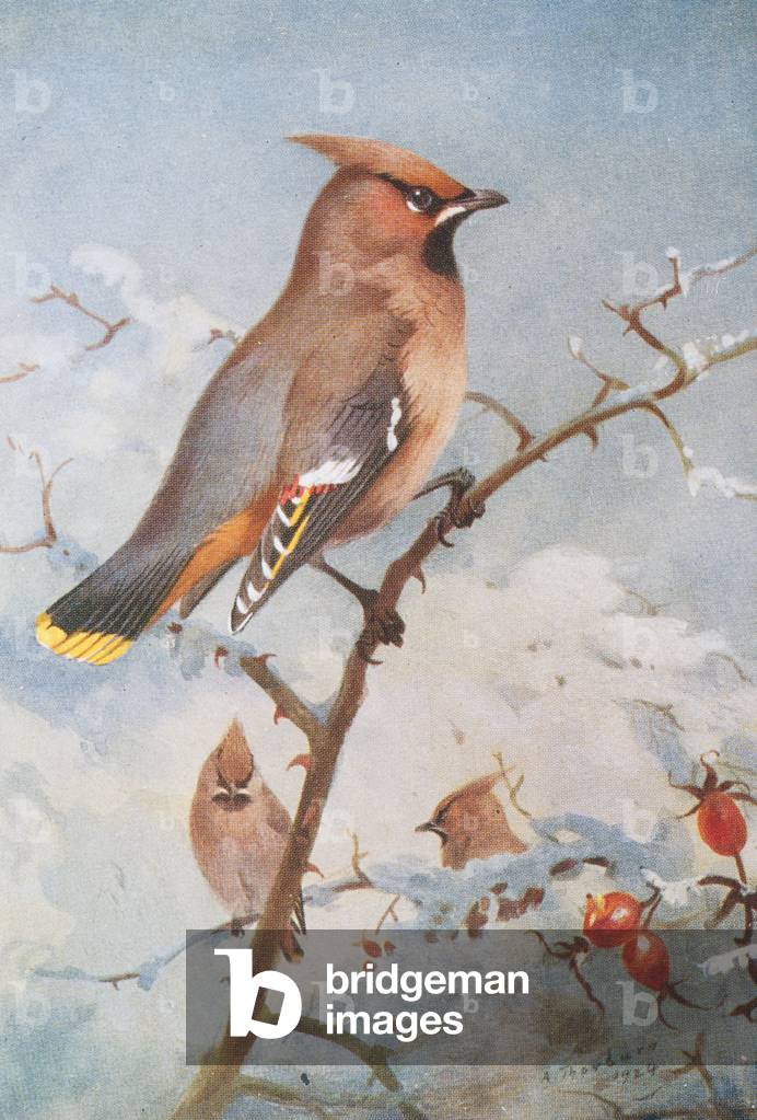 Platte aus Archibald Thorburns zweiter Ausgabe von British Birds, 1925 (Druck)