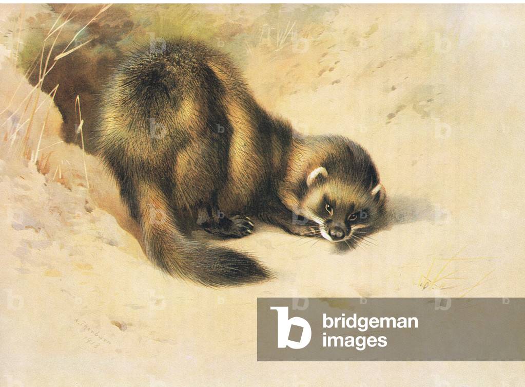 "The Polecat" di Archibald Thorburn