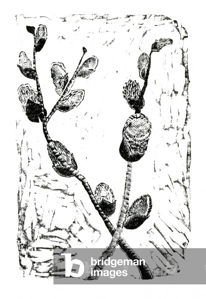 Bild von Gravur "Sleeping Pussy Willow" 2014 von Bella Larsson