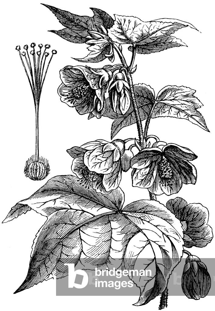 Abutilon Darwinii
