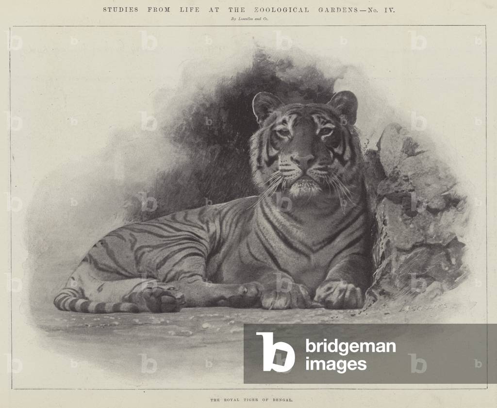 Immagine di Stampa "Studi dalla vita al giardini zoologici (lito)" 1899 di English School