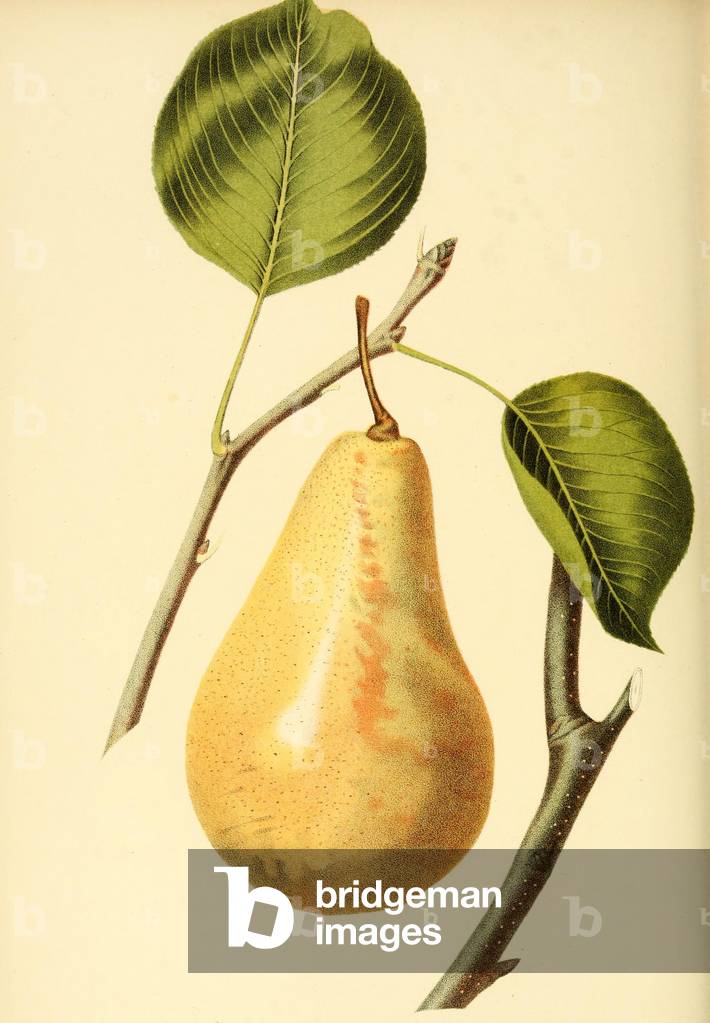 Bild von Gemälde "Birne der Sorte LeCure Pear" 1856