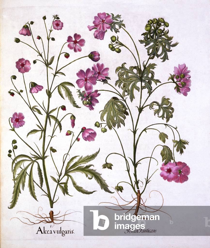 Moschus-Malve, von 'Hortus Eystettensis', von Basil Besler (1561-1629), Kneipe. 1613 (handkolorierte Gravur)