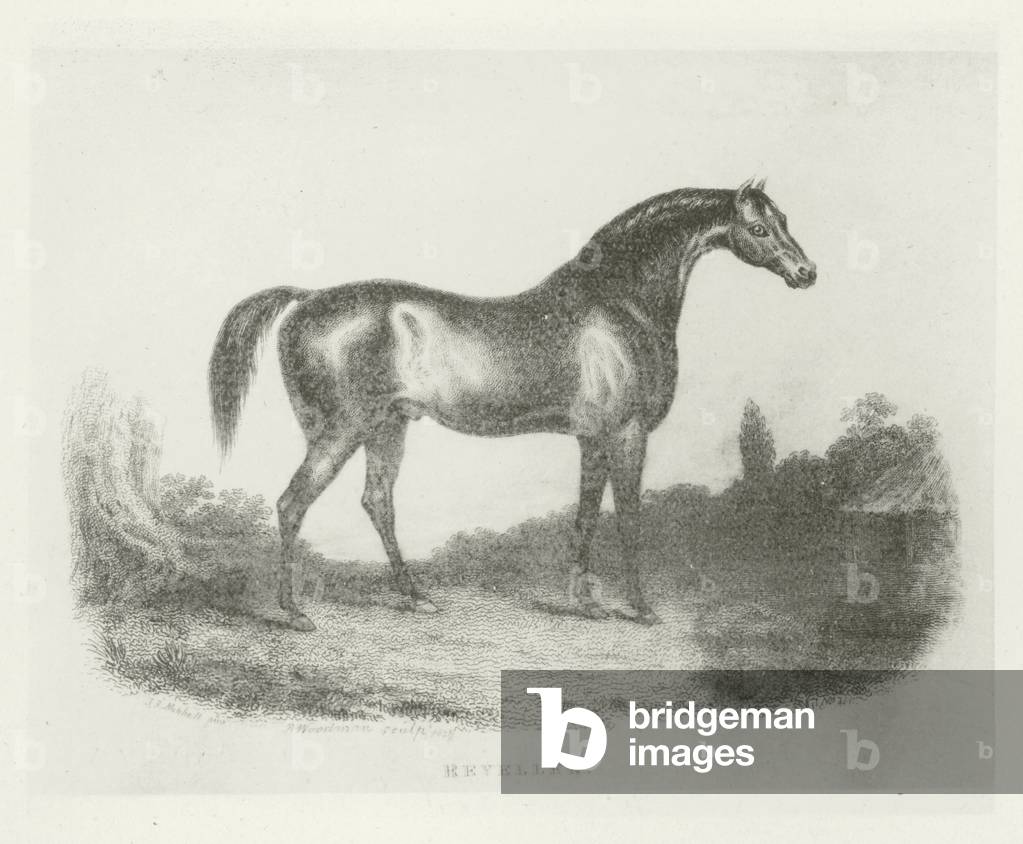 Bild von Fotografie "Reveller" 1801 von English School