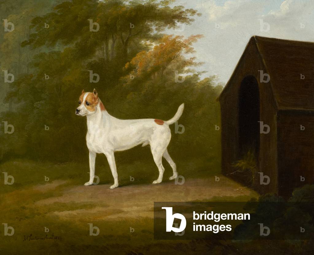 Bild von Gemälde "Ein alter englischer Terrier" 1814 von John Nost Sartorius