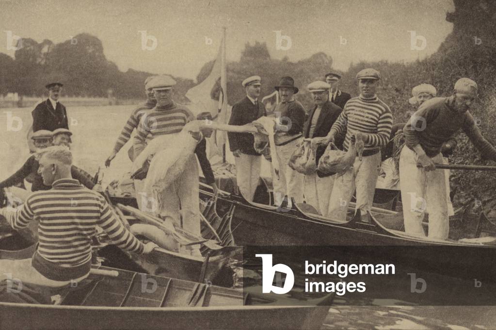 Immagine di Fotografia "Usuitudine annuale degli uomini che catturano i cigni per segnare i loro becchi sul Ta