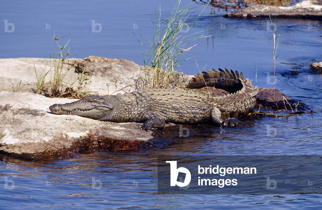 Immagine di Fotografia "Crocodile crocodile (foto)"