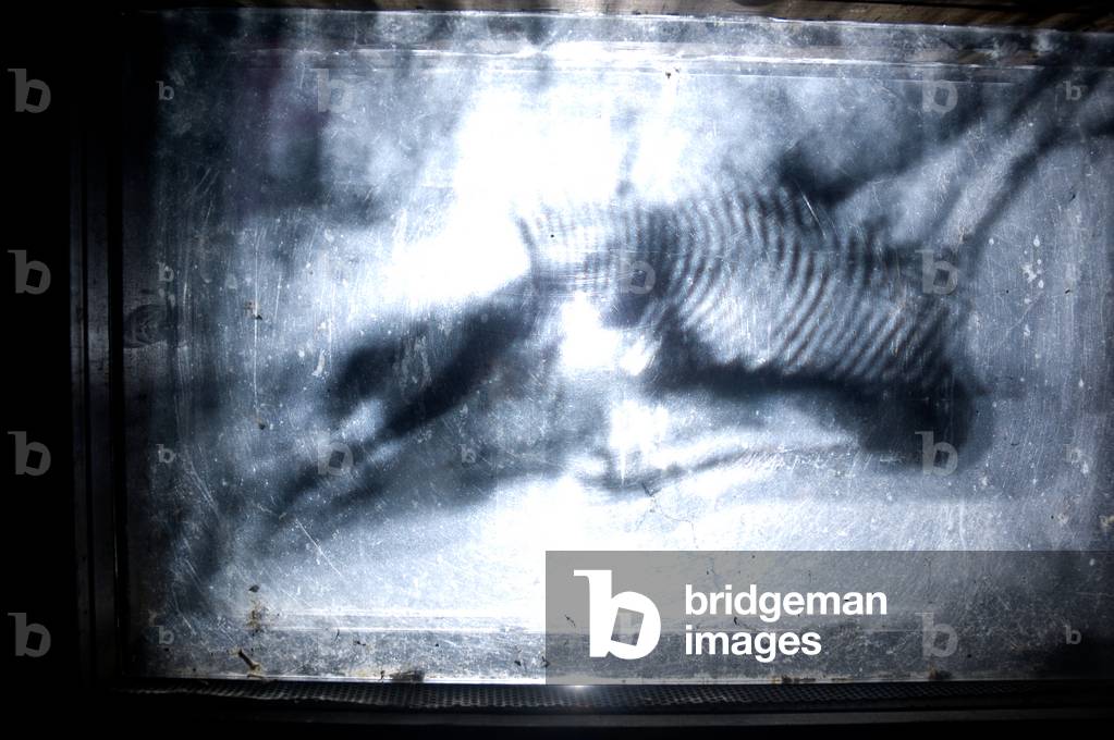 Immagine di Fotografia "Wormery" 2009 di Mat Collishaw