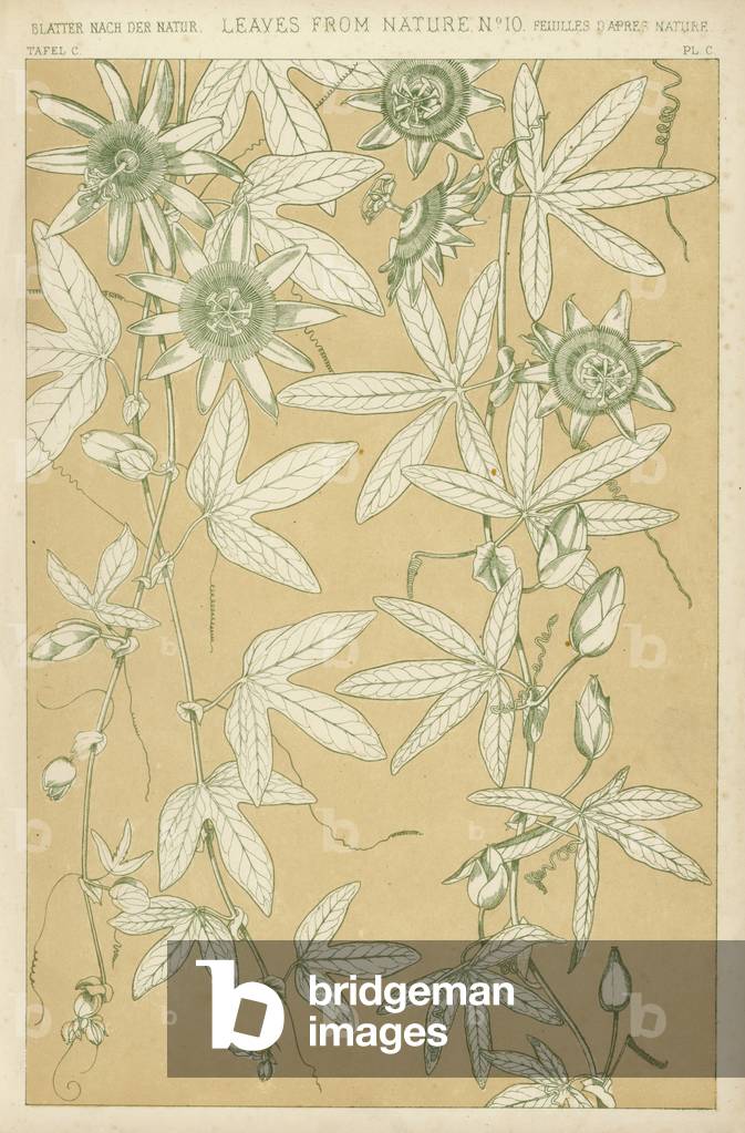 Foglie dalla natura (colore lito)