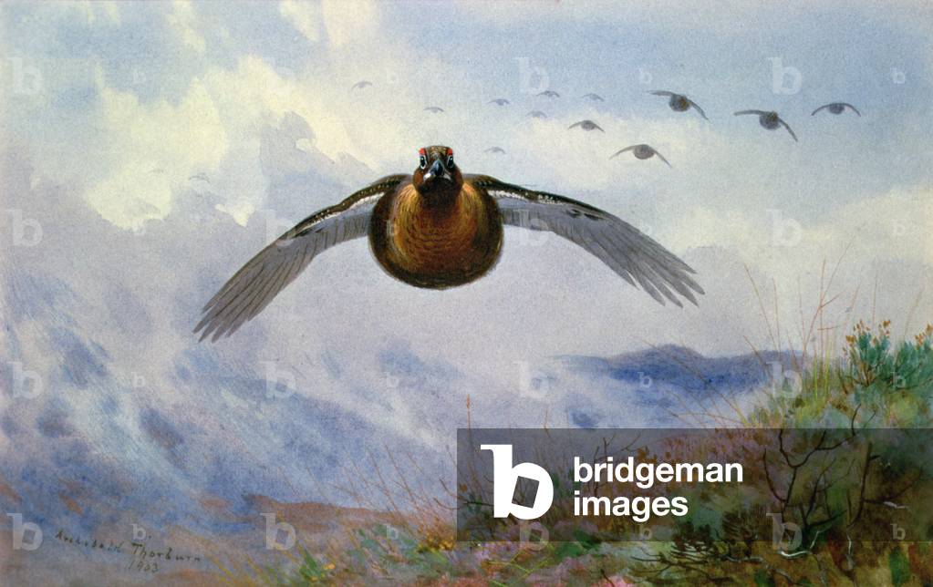 Immagine di Dipinto "Anatra in volo" 1903 di Archibald Thorburn