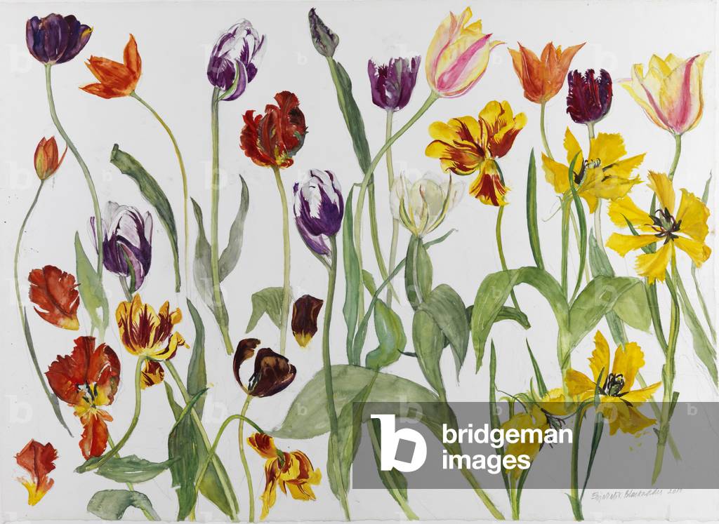 Tulpen, 2010 (w/c auf Papier)