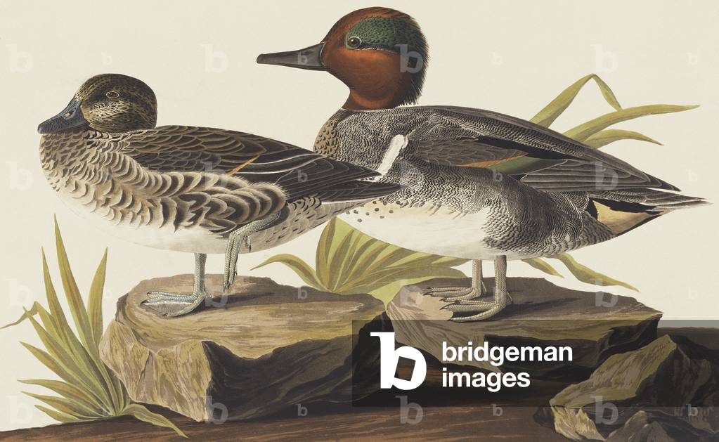 Anas crecca, common teal, Teller 228 von John James Audubon's Birds of America, original double elephant folio