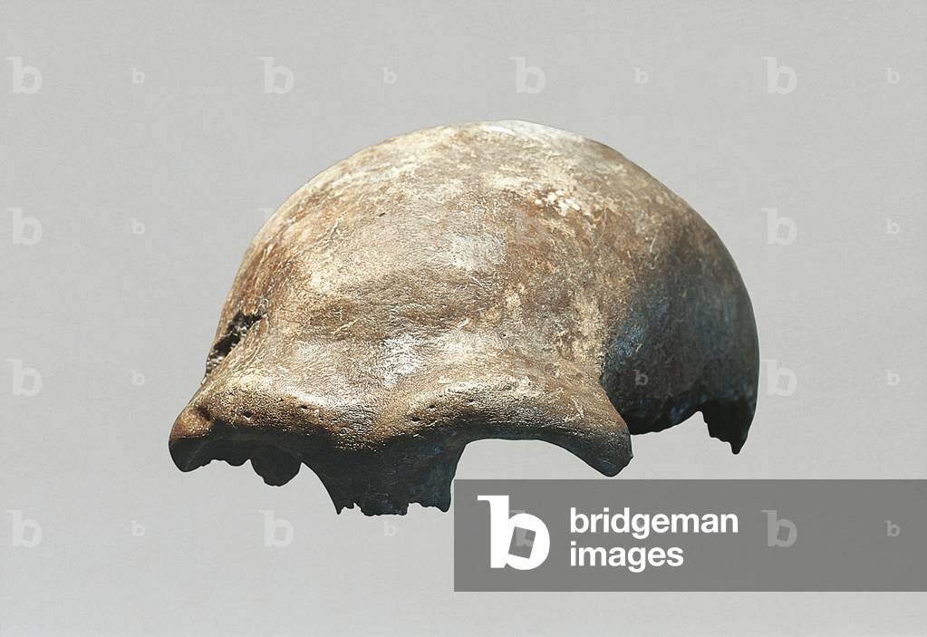 Image of Neanderthal man skull (Homo Sapiens Neanderthalensis)