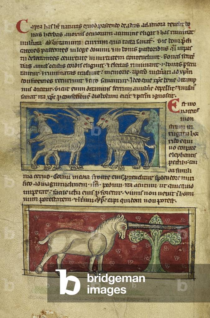"Miniatura di capre selvatiche e un monoceros."