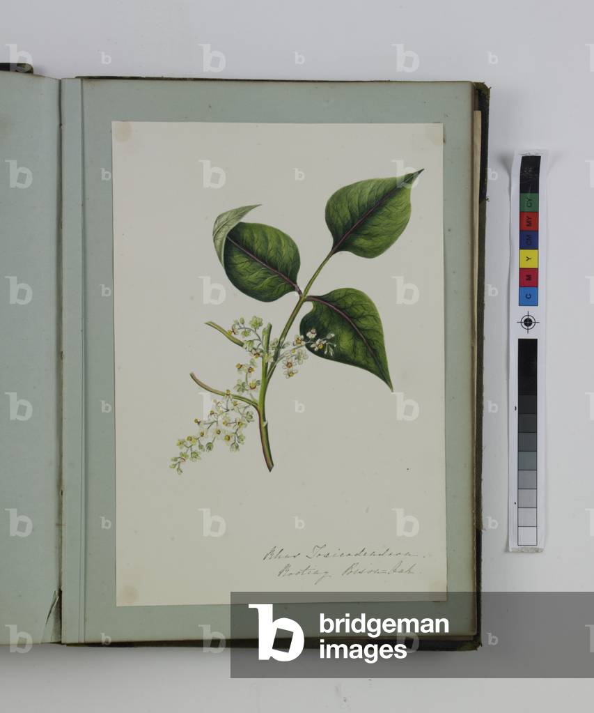 Bild von Zeichnung "Ein Album mit 40 botanischen Aquarellen von C.W (fl.1849-63)" 1801 von British School