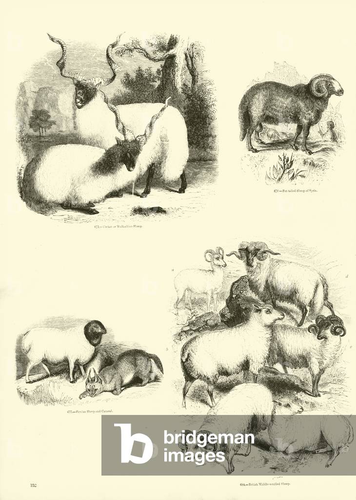 "Seite von Das Bildmuseum der animierten Natur (Gravur)" von English School, b/w