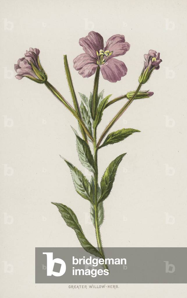 Greater Willow-Herb (chromolitho) by Frederick Edward Hulme