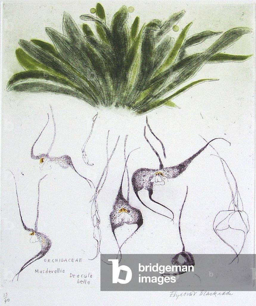 Orchidaceae Masdevallia Dracula Bella (coloured etching)