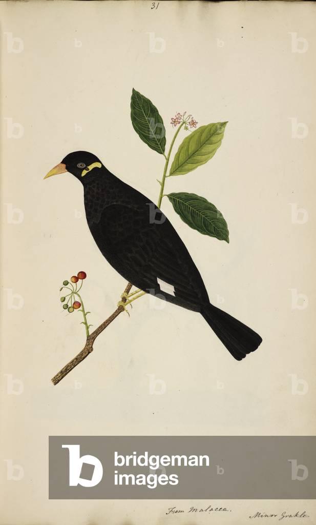 "Myna di collina (forse).
Gracula religiosa"
