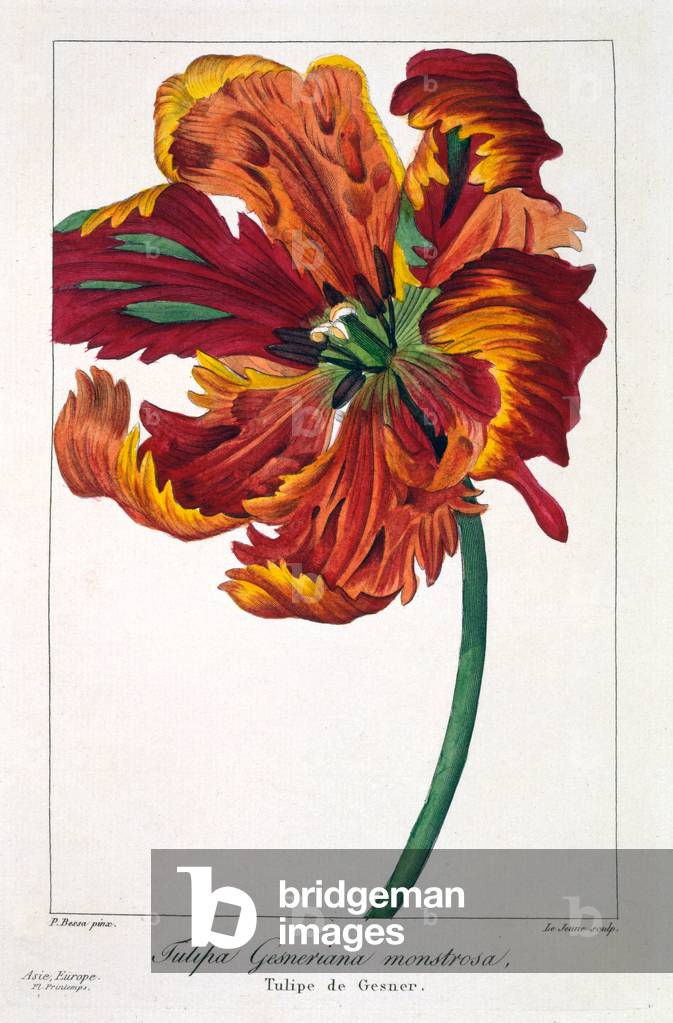 Tulipano 'Firebird', 1836 (incisione a mano)