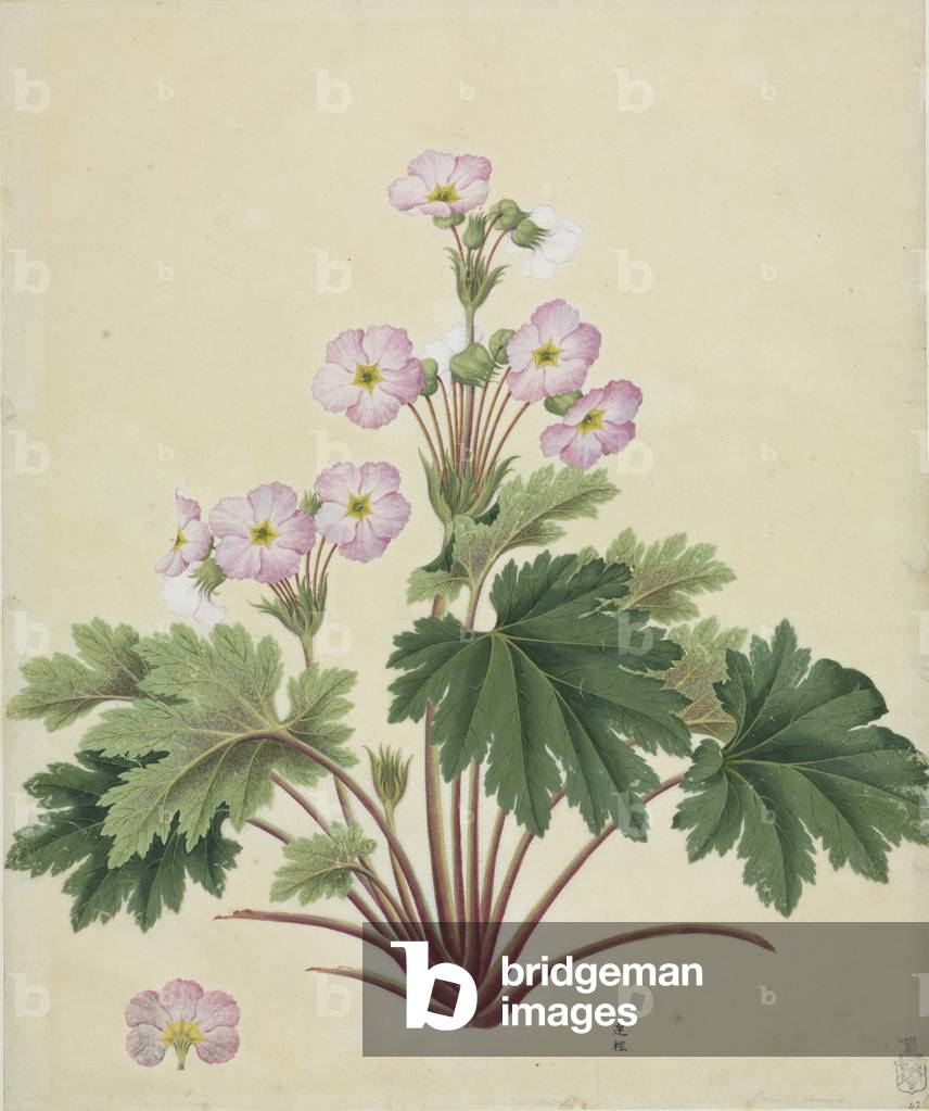 Primula sinensis