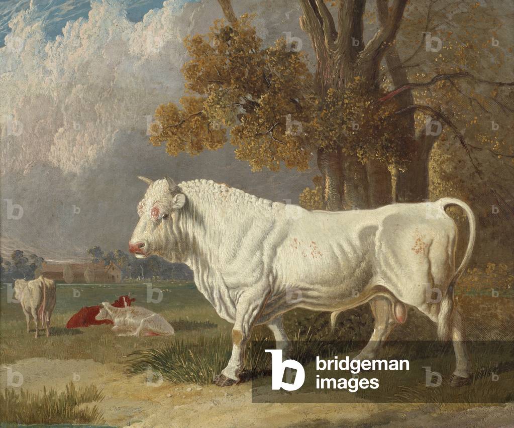 Bild von Gemälde "White Bull" von John Frederick Herring Snr