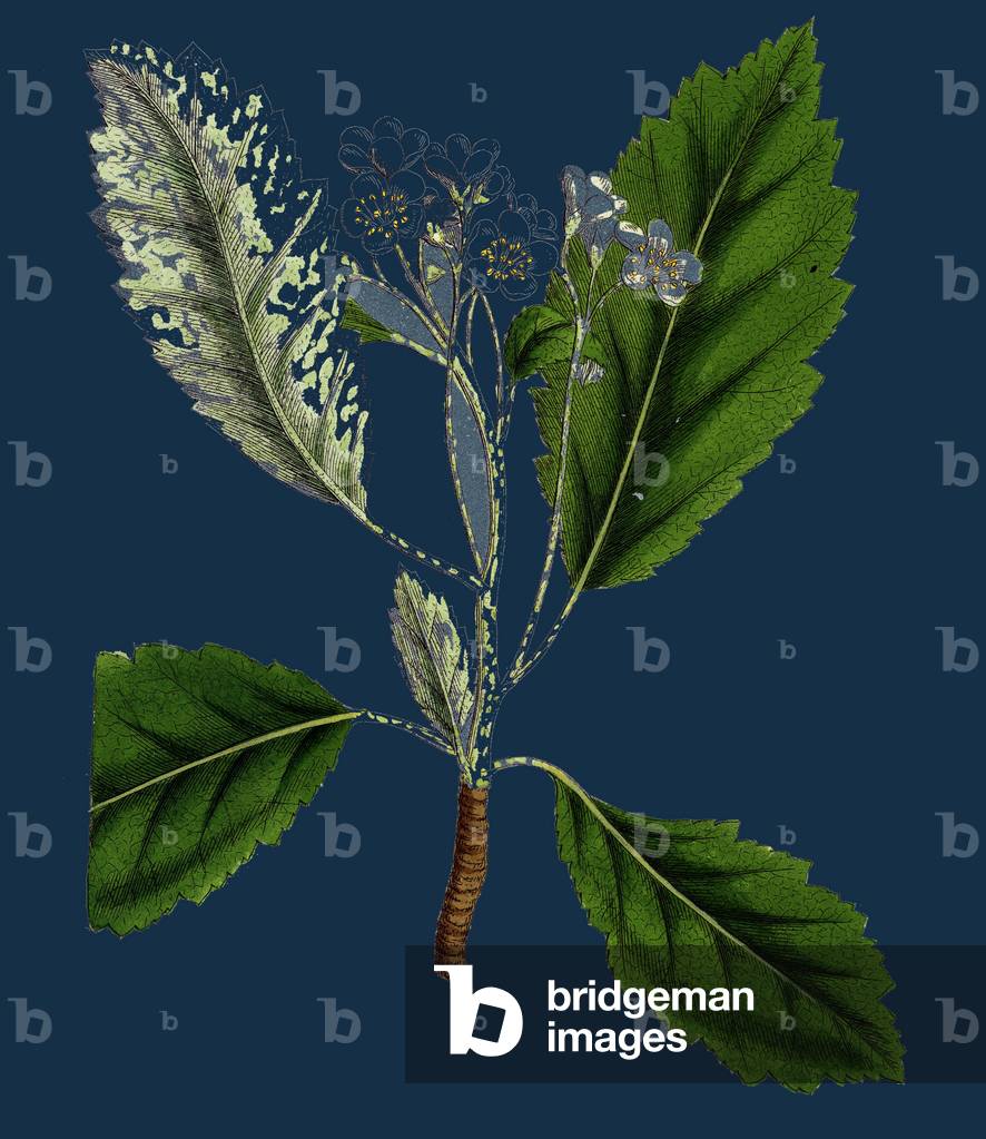 Image de Estampe représentant Rubus Idaeus ; Framboise