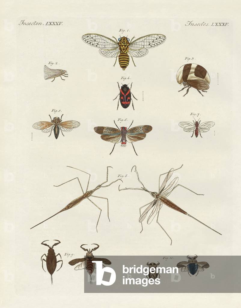 Insetti strani (incisione colorata)