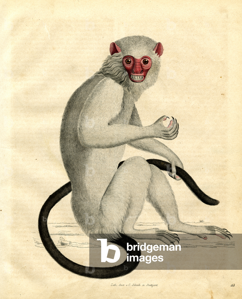 Macaco Toque (Macaca sinica) (litografia colorata a mano)
