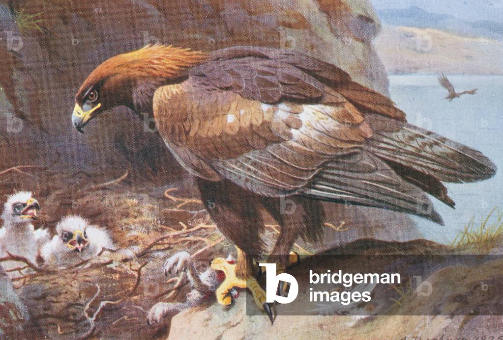 Targa tratta dalla seconda edizione di British Birds di Archibald Thorburn, 1925 (stampa)