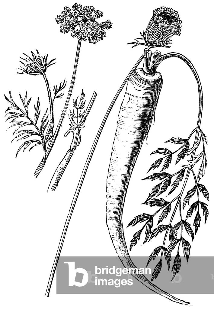 Immagine di Incisione "Carota", b/w