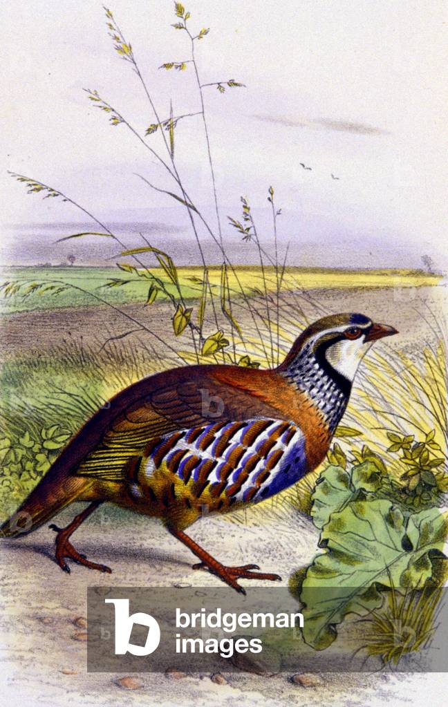 Red partridge