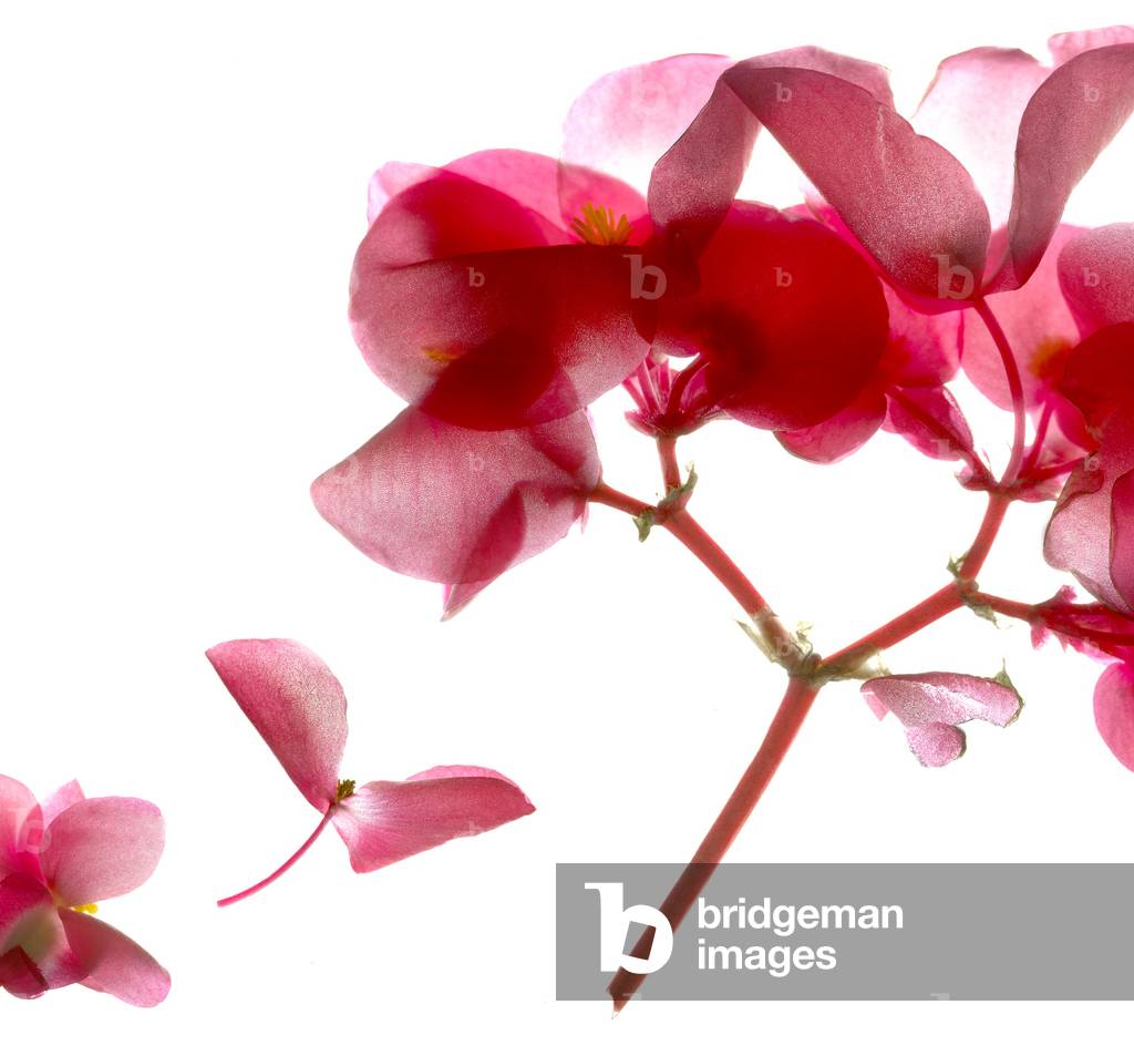 Begonia Pink VII, 2014 (fotogramma digitale, stampa digitale originale)