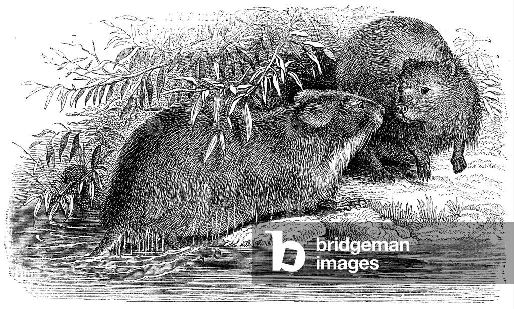 Muskrat