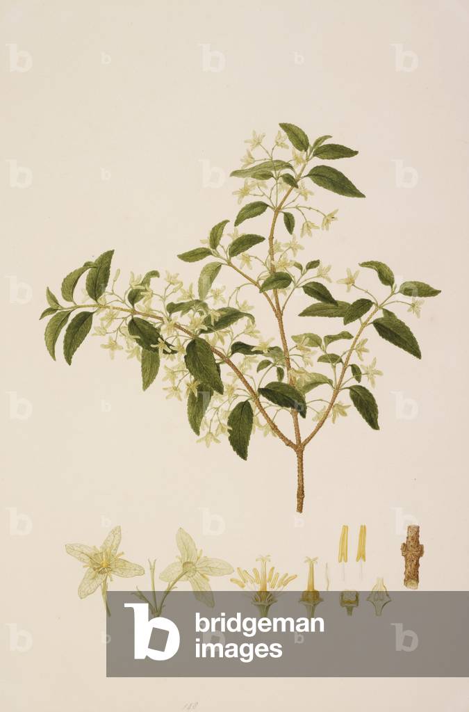 Plant Illustration
