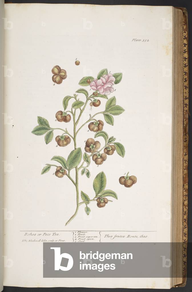 Teller 352, von 'A Curious Herbal', 1737 (farbige Gravur)