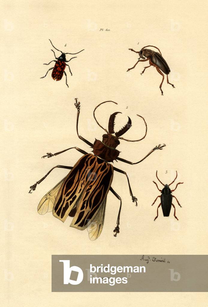 Coleotteri cornuto lungo, 1833-39 (incisione colorata)