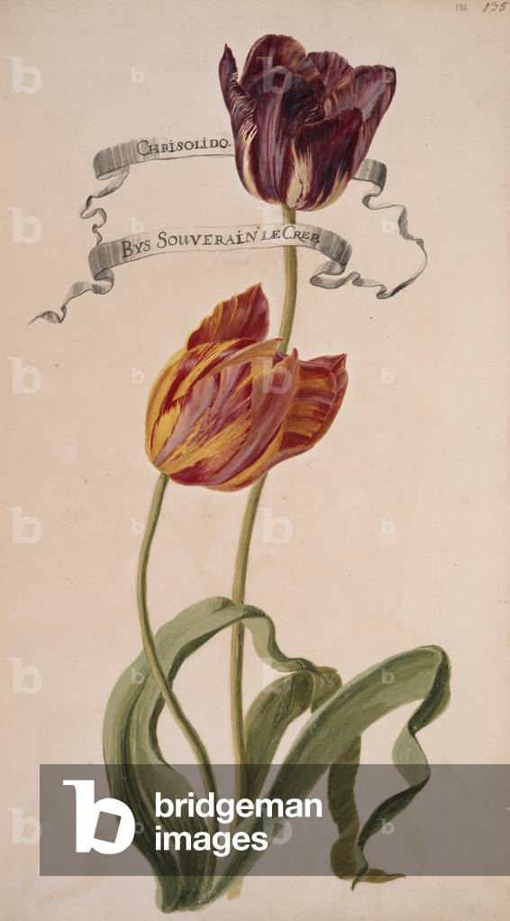 Image de Dessin représentant Chrisolido & Bys Souverain le Crep par Johanne Godfredo Simula, b/w