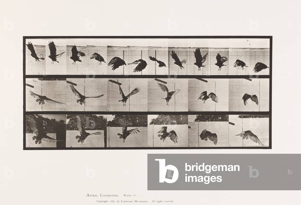 Immagine di Fotografia "Targa 767. Avvoltoio; Volare" 1885 di Eadweard Muybridge, b/w