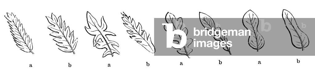 Bild von Gravur "Blattformen", b/w