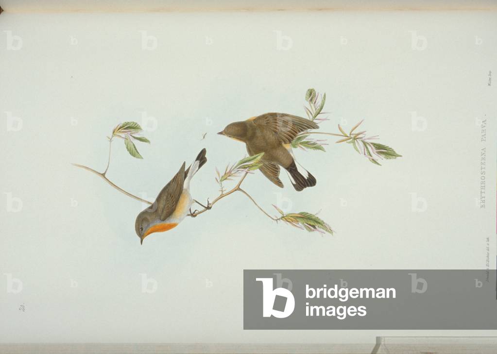 Immagine di Disegno "Ficedula parva" di John Gould