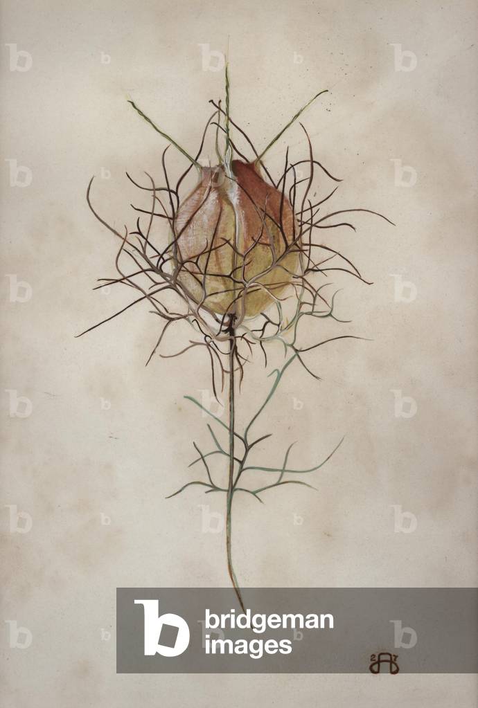 Amore nella nebbia - studio di una testa di seme di Nigella Damascena (gouache su carta)