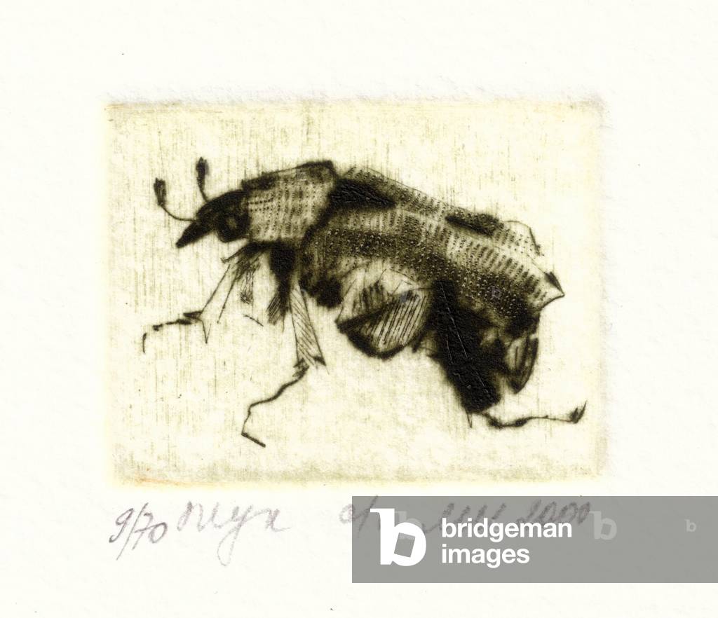 Image of Engraving depicting Bug, 2000 by Irina Makoveeva, b/w