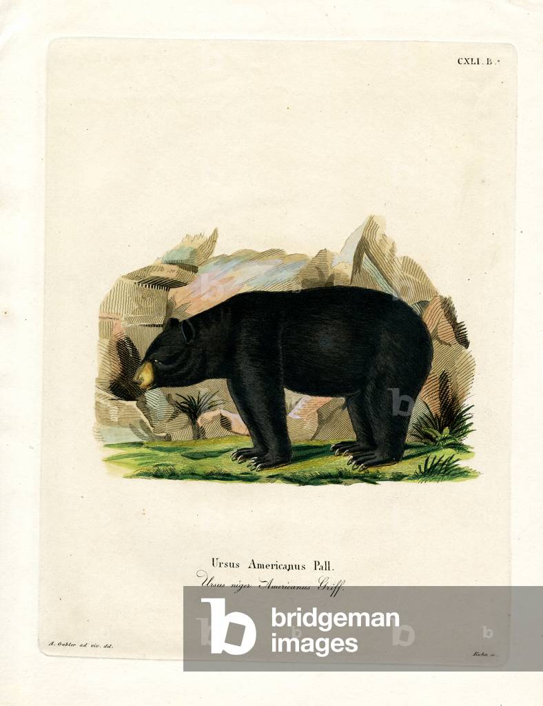 Amerikanischer Schwarzbär (farbige Gravur)