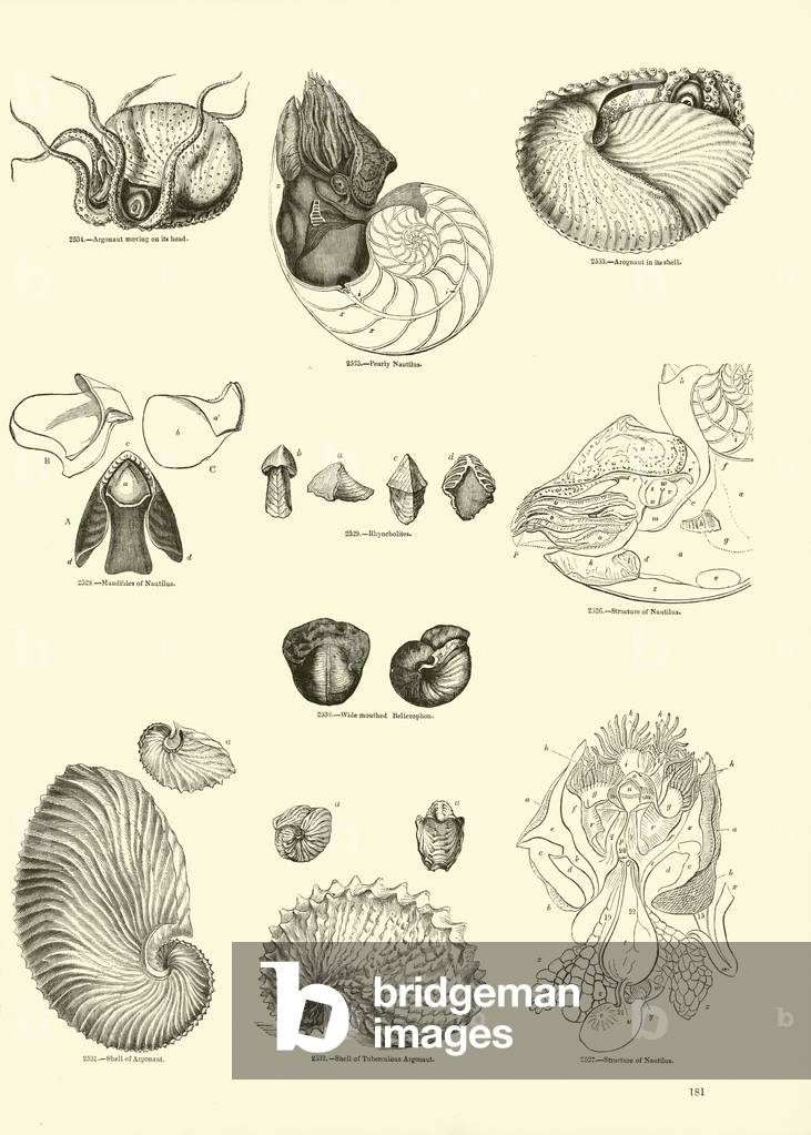 Pagina dal Museo pittorico della Natura Animata (incisione)