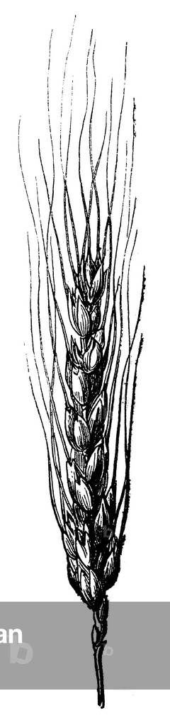 Wheat