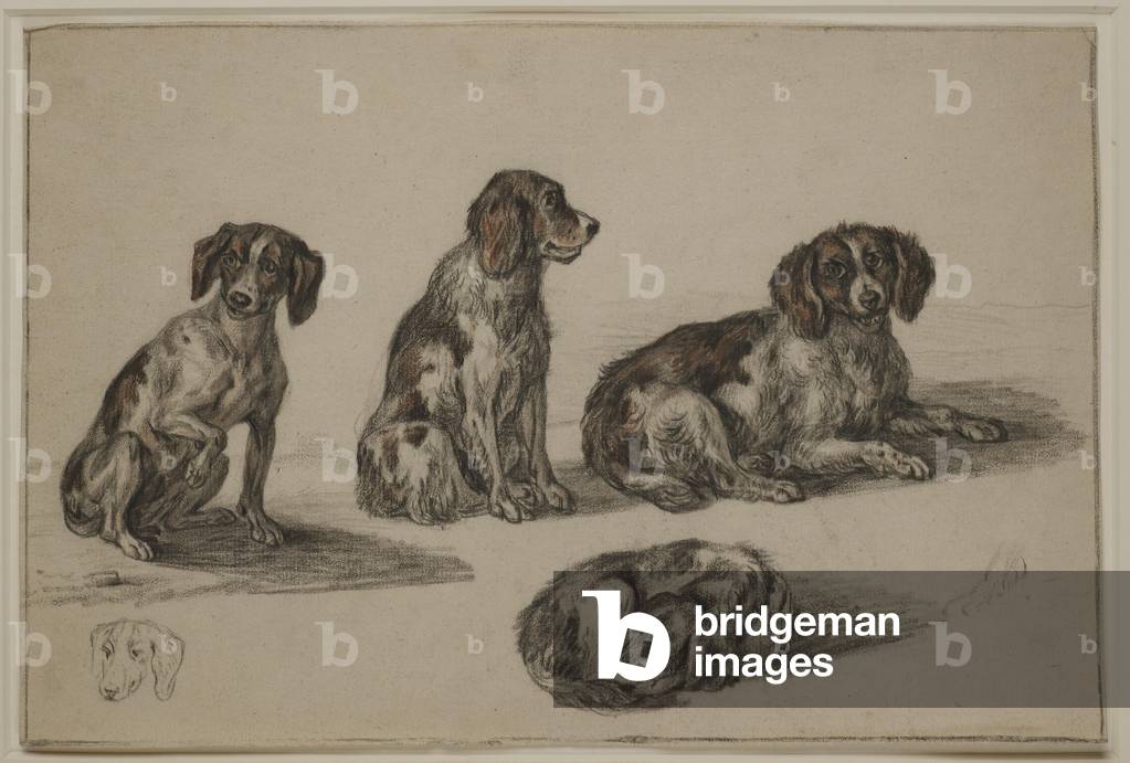 Studien eines sitzenden und schlafenden Spaniel (schwarze & braune Kreide auf Papier)