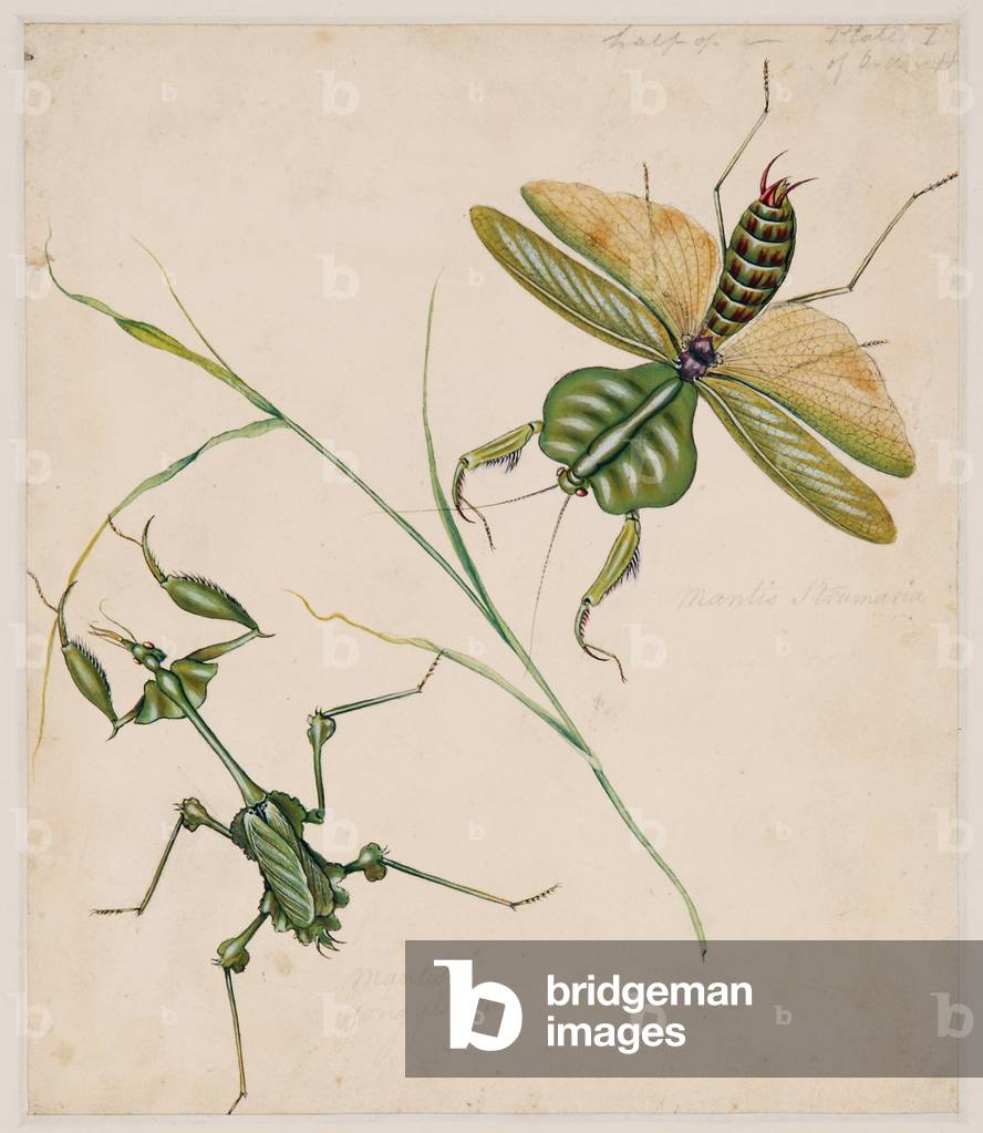 Bild von Druck "Studien über wirbellose Tiere" 1790 von Edward Donovan