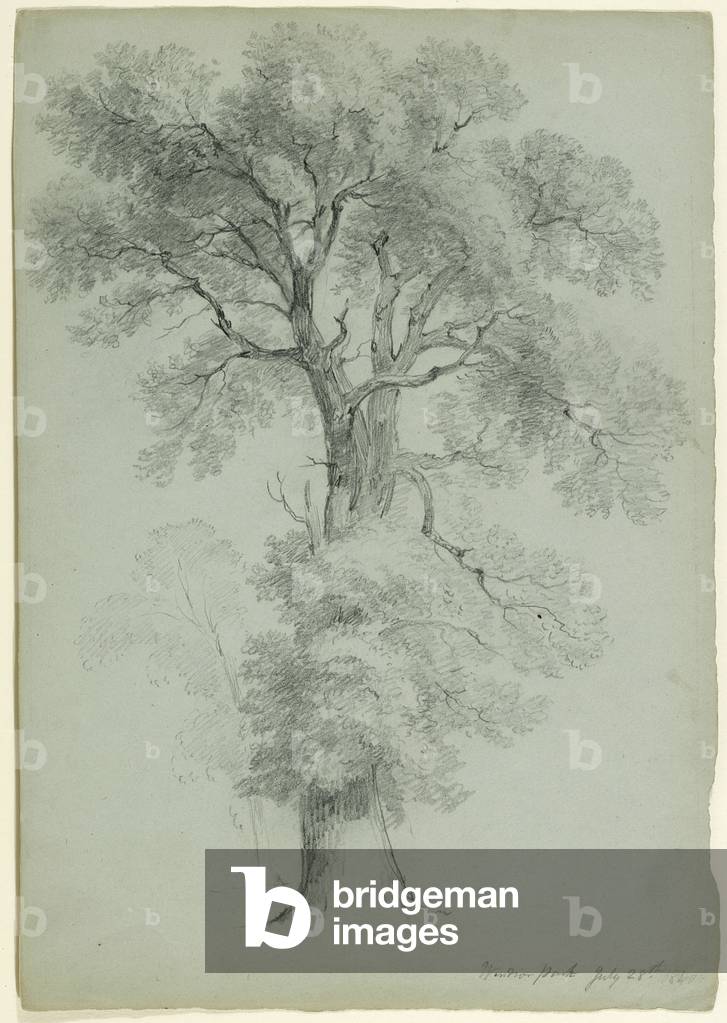 "Tree Study", 1840 von Asher Brown Durand